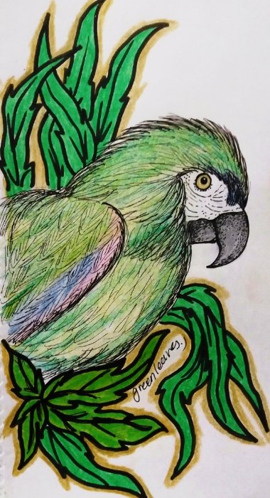 Beautiful parrot sitting hand drawn sketch Bird Stock Vector Image & Art -  Alamy