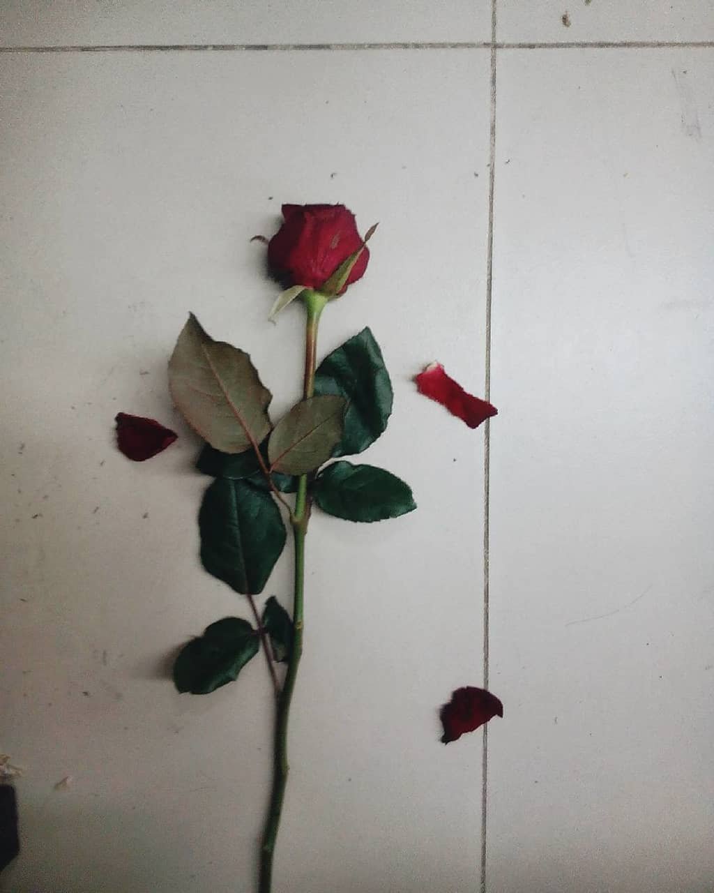 image.jpeg