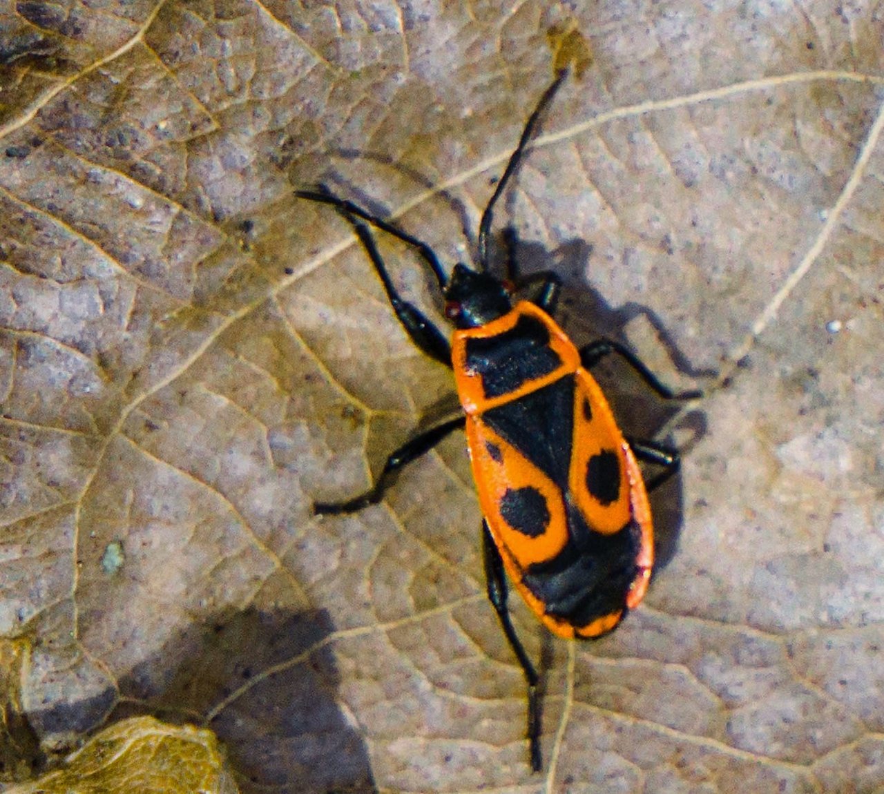 Beetles - soldiers Жуки - солдатики | PeakD