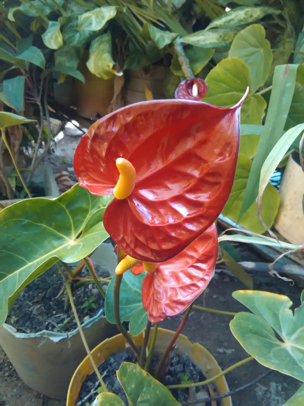 CALA ROJA (Anthurium) | PeakD