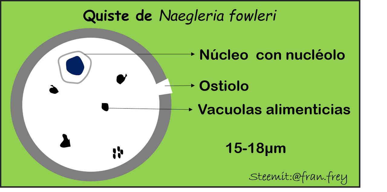 trofozoíto naegleria fowleri