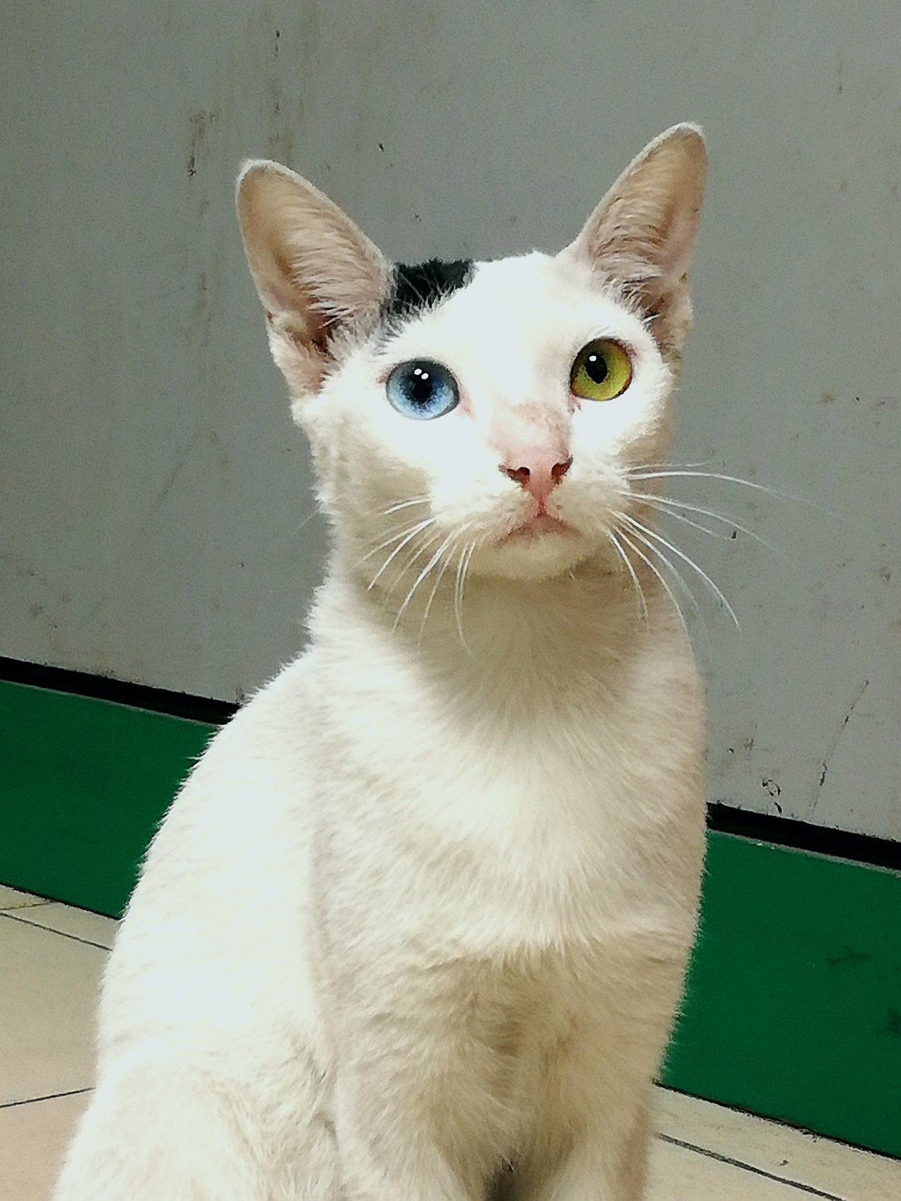 Two different eyes cat, wonder of nature