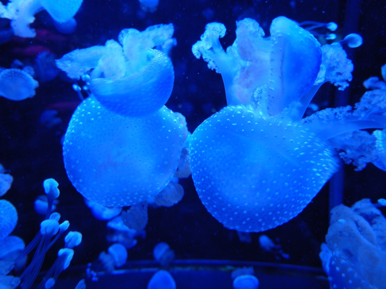Jellyfish in Quebec aquarium, MyNaturePhotography challenge 12/09/19 PeakD image