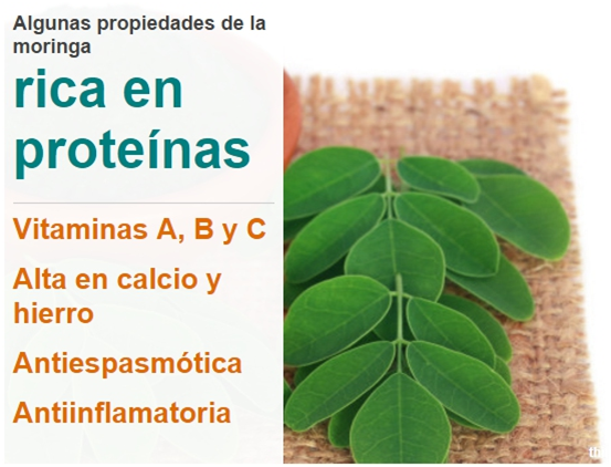 Cómo sembrar moringa en casa - pasos y consejos