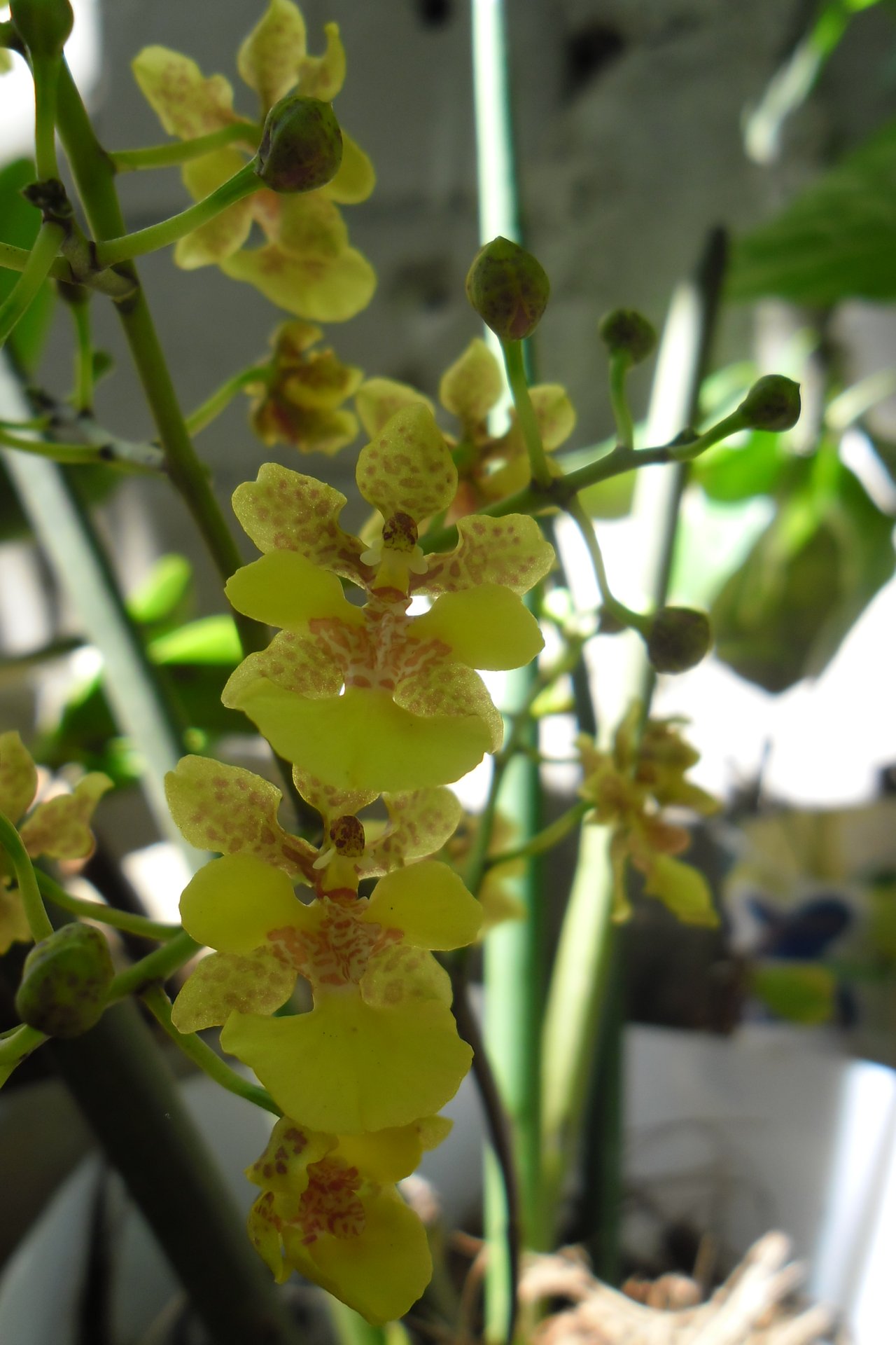 Orquidea Boton de Oro ( Oncidium cheirophorum) | PeakD