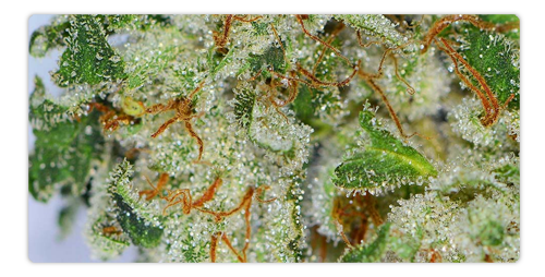 https://cdn.steemitimages.com/DQmS5aAvi1cEtuJhCE4Md6AkXB7r742fUmX7EiPNjdmXENX/What-are-Terpenes-in-CBD-.png