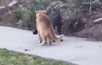 5aea7018b2d61f8021a325963d05ca3b_280781_1523862039.gif