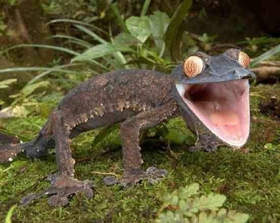 What animal has the largest eyes? - Quora | PeakD What animal has the largest eyes? - Quora | PeakD