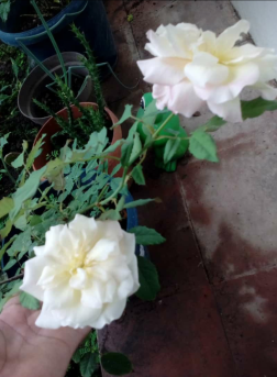 Hermosa Rosa Blanca de Mi Jardín.  |  PicoD