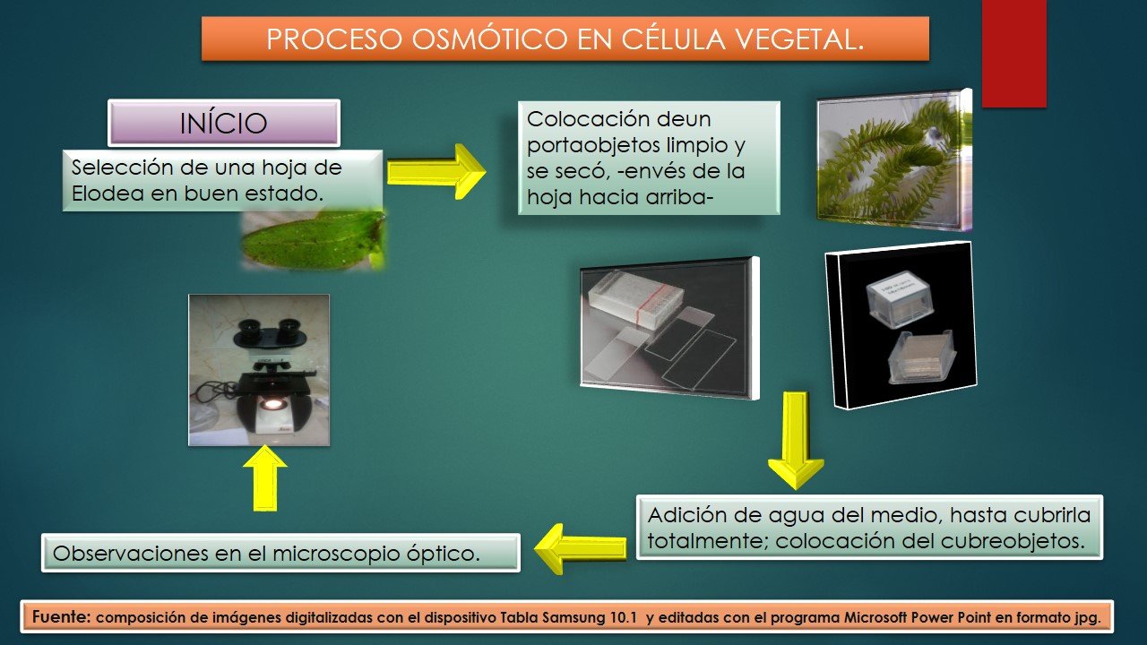 célula de elodea en agua salada