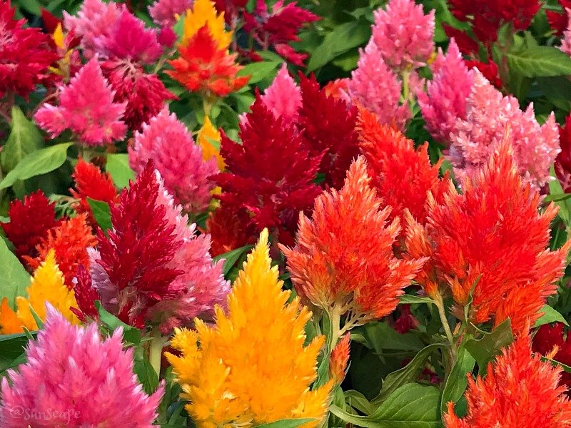 https://cdn.steemitimages.com/DQmVW8rD7tgrdu3KqFJfhKJJud3Jn4NsgJJfxvRknFGxvoD/celosia%20flowers%20petals%20colorphotography.jpg