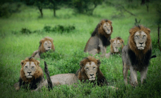 Lions Pack.gif