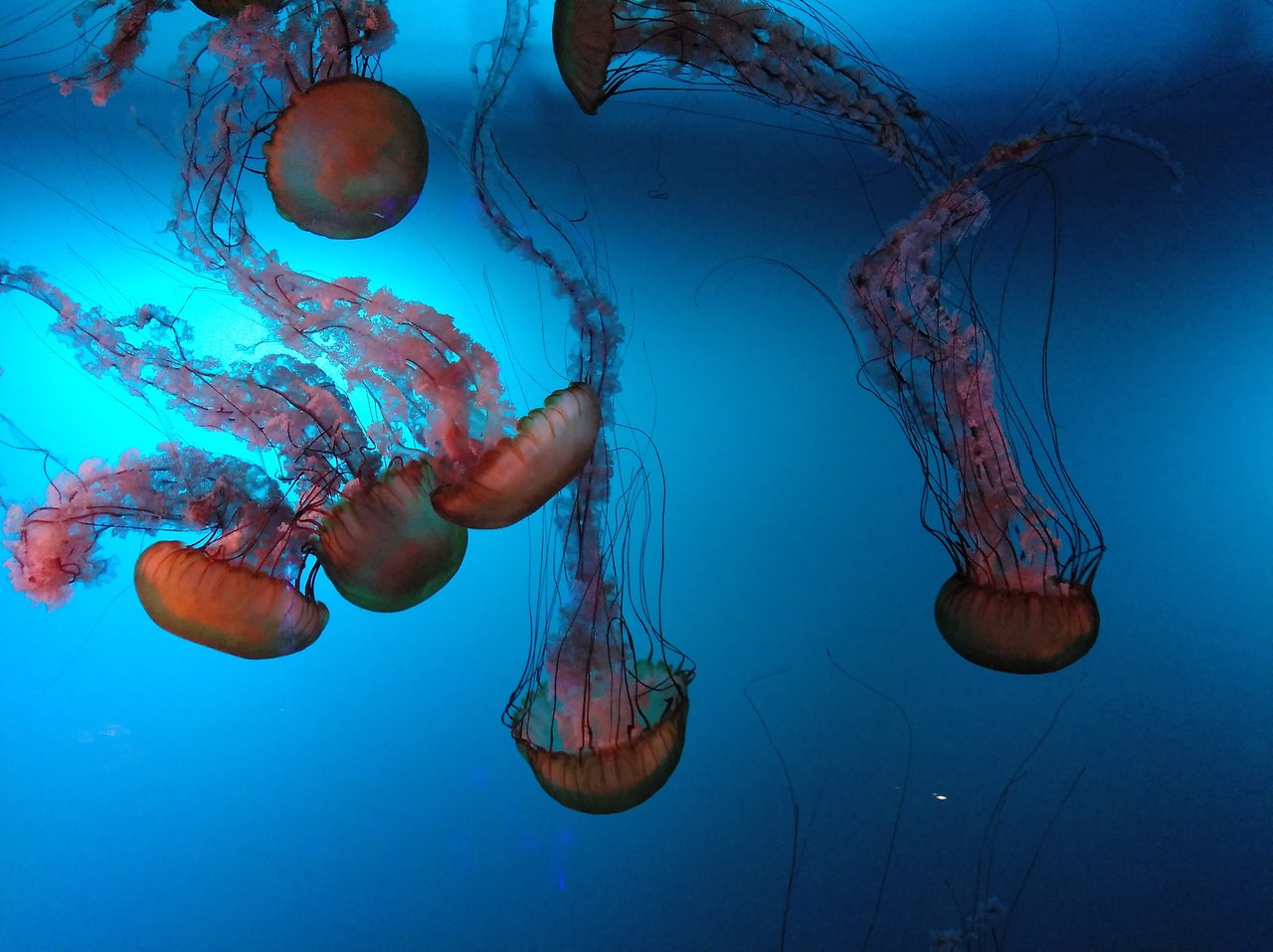 Jellyfish in Quebec aquarium, MyNaturePhotography challenge 12/09/19 PeakD