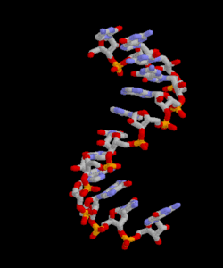 250px-ARNm-Rasmol.gif