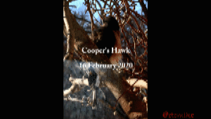 Cooper's Hawk IMG_055g.gif