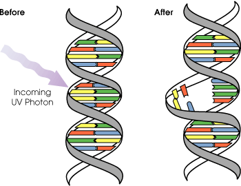 DNA_UV_mutation.gif