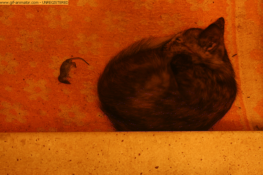 CAT and Shrew GIF.gif