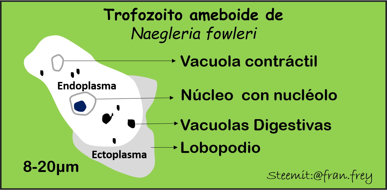 trofozoíto naegleria fowleri