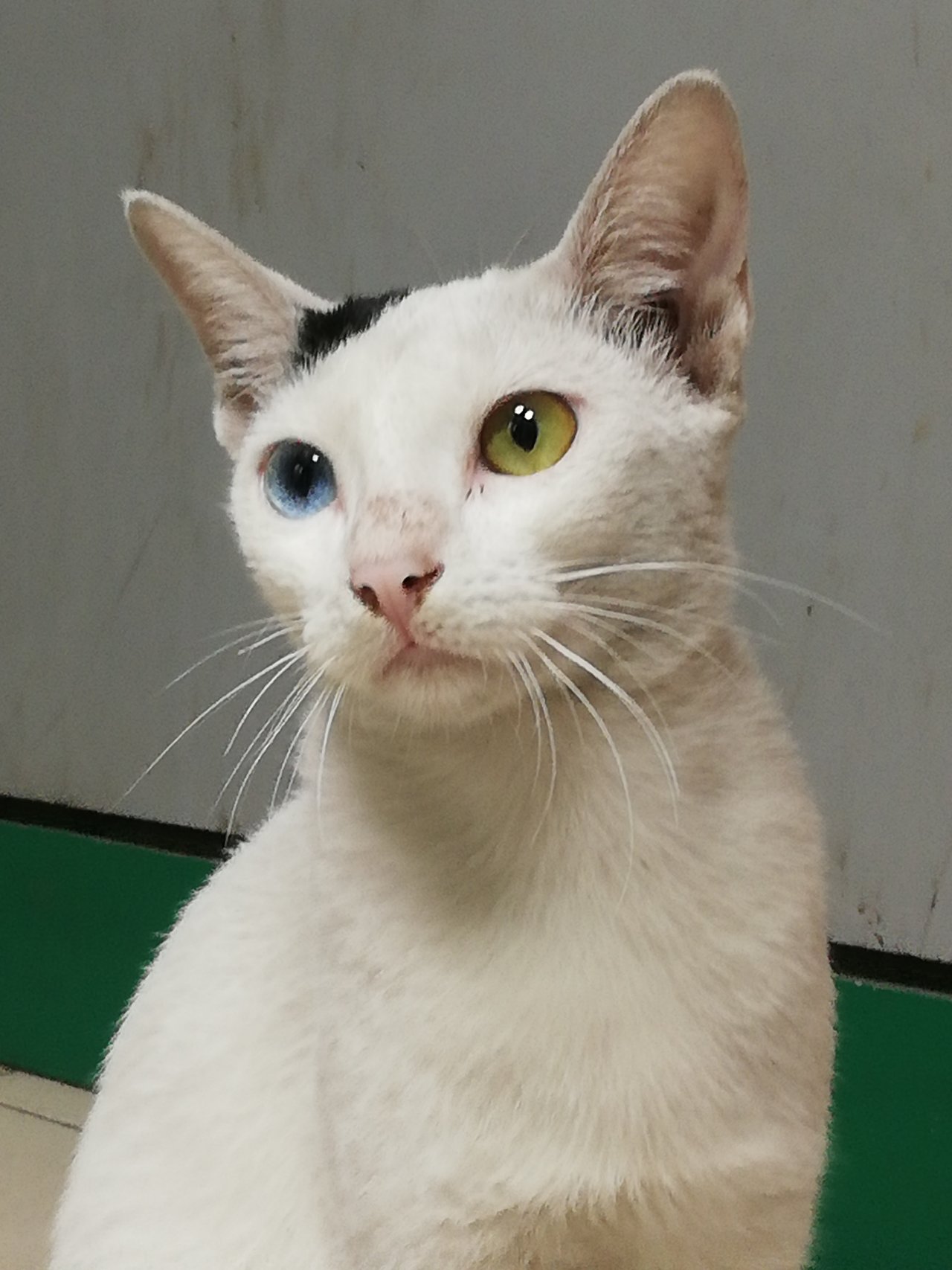 Two different eyes cat, wonder of nature