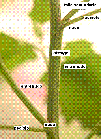 Vastago nudos y entrenudos.gif