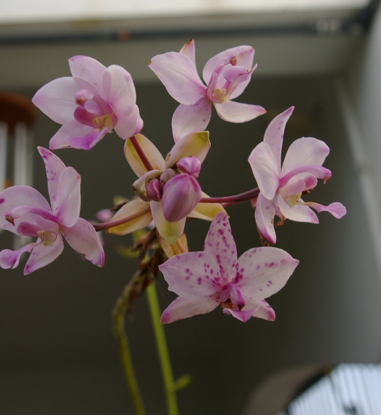 Mis Orquídeas Filipinas | PeakD