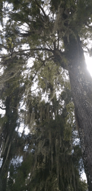 PicsArt_01-01-03.34.33.gif