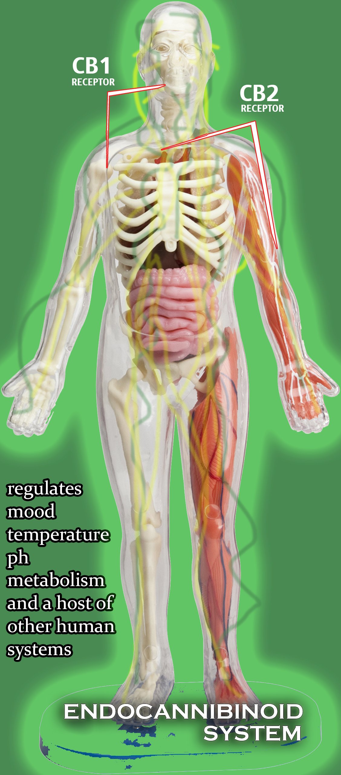 https://cdn.steemitimages.com/DQmYLUANS1htQute7csJaSaEfhG6Q5M6C59yt7wFpkmt7fa/endosystem.jpg