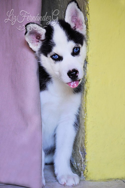 son malamutes dificiles de entrenar