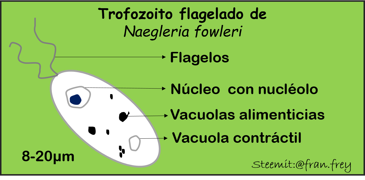 trofozoíto naegleria fowleri