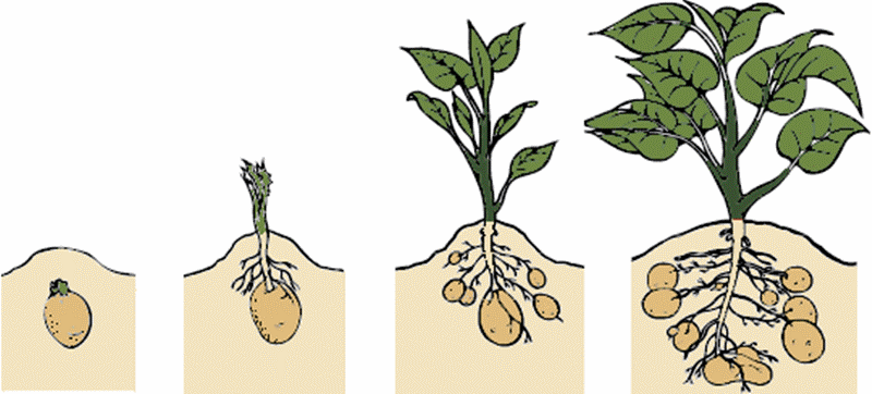 Lifecycle-of-a-Potato.gif