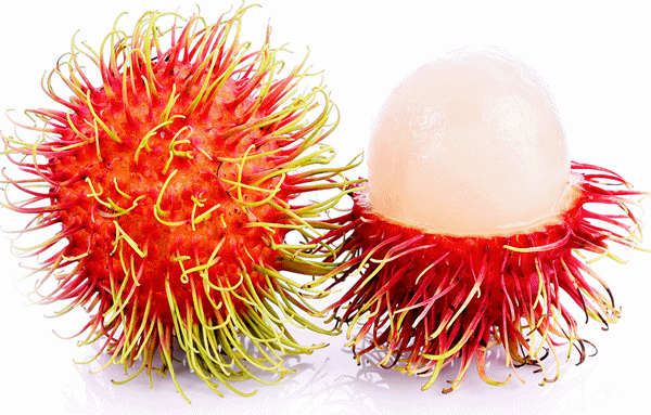 RAMBUTAN5-2.gif