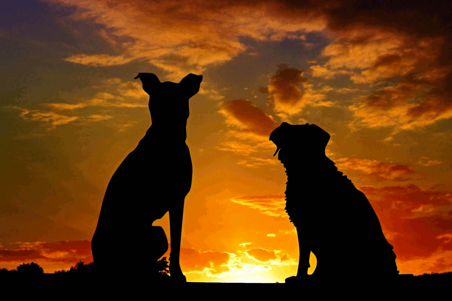 dogs piriformis sittinggif.gif