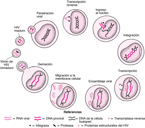 INF_HIV_life_cycle_PE_es.gif