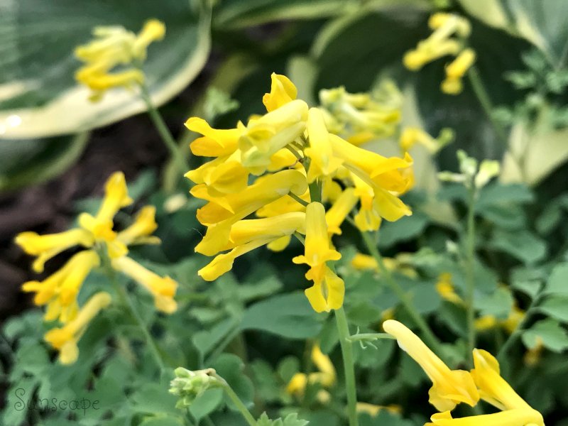 https://cdn.steemitimages.com/DQmabGdWxYi7AXCnJ6ZaaGhUUjT32fVGs3dKKgzATK1UWyG/corydalis%20lutea.jpg