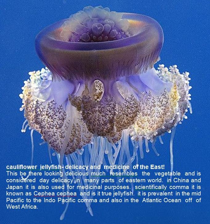 jelly3.JPG