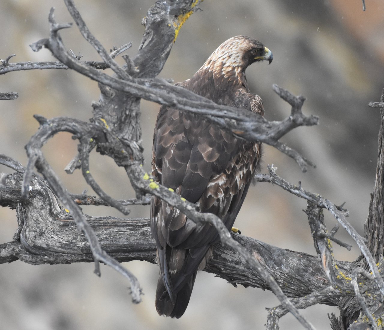 Golden Eagle Close Up and Personal