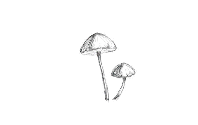 mushrooms-moss-gif.gif