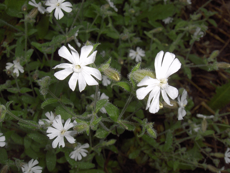 797px-Silene_noctiflora_by_Homer_Edward_Price.gif