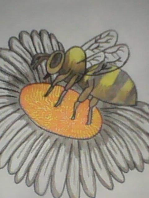 bee and flower drawing
