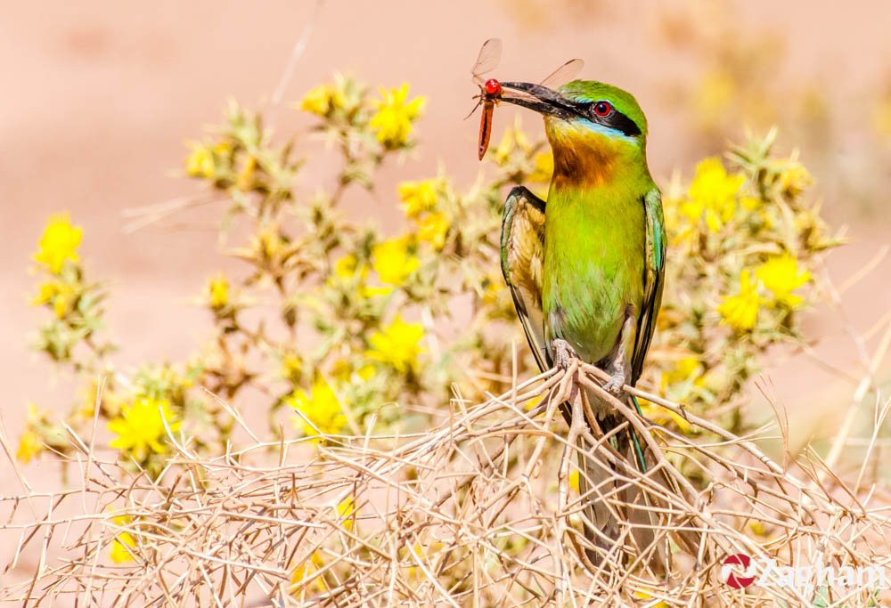 Blue-Tailed Bee-Eater | Wildlife : Birds - 1