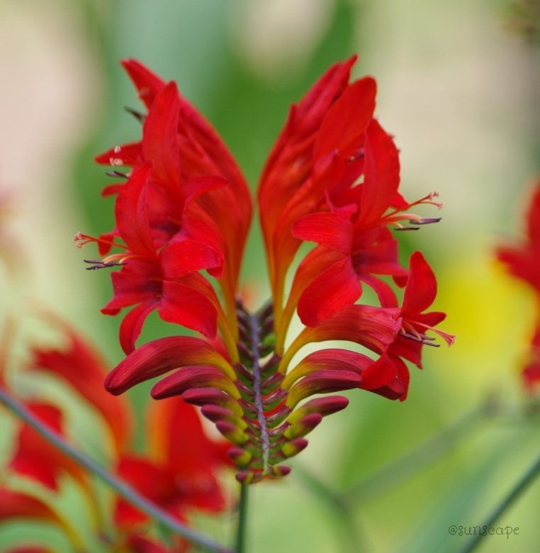 https://cdn.steemitimages.com/DQmeRjw54yN4o8zcAEJffMH1MZkx5NEm45fVFDCRK7jCFXL/1-crocosmia-flower.jpg