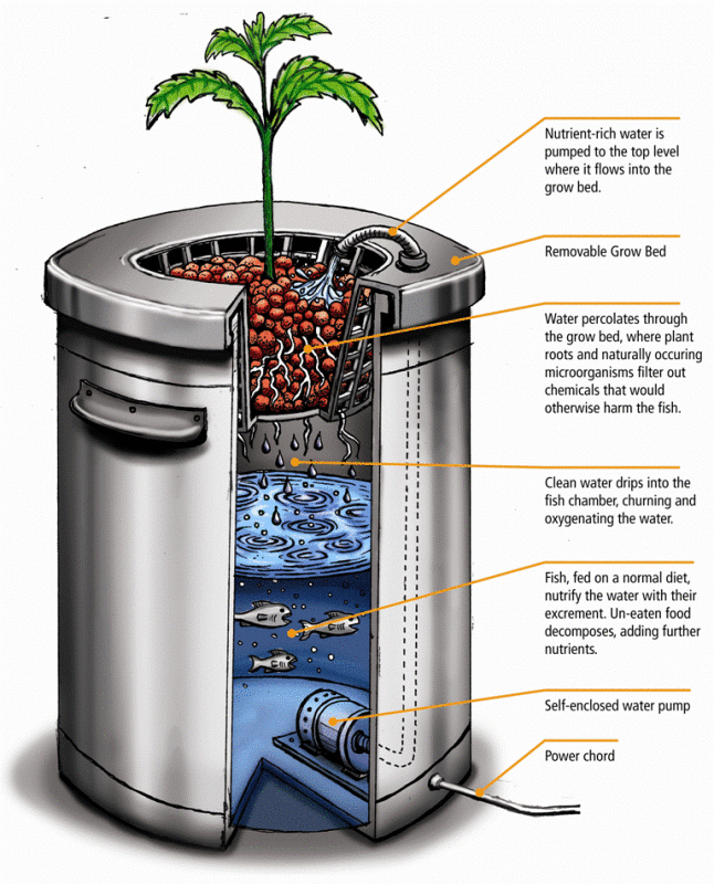 aquaponics-diagram.gif