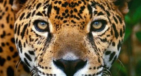 Memorias del águila y el jaguar, trilogía de Isabel Allende | PeakD