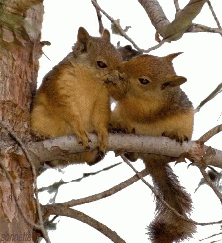 squirrel kisses gif.gif