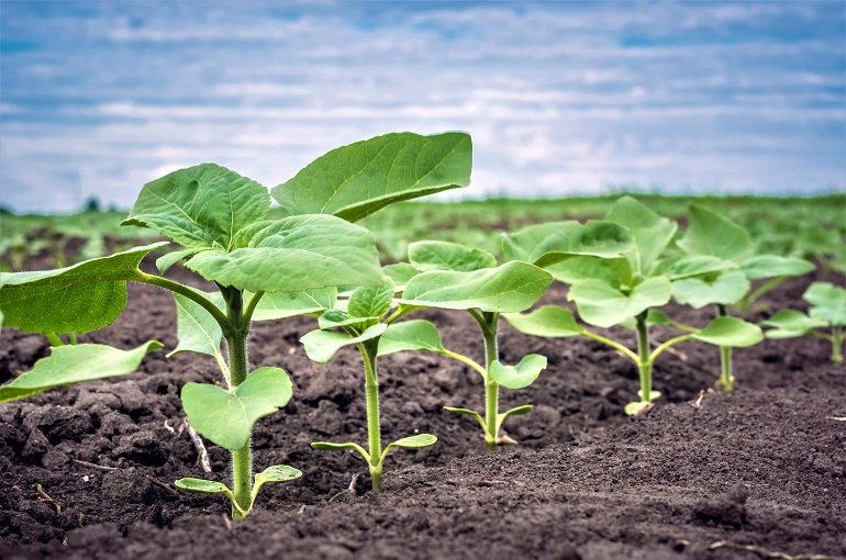 https://cdn.wikifarmer.com/wp-content/uploads/2022/06/sunflower-weed-management.jpg