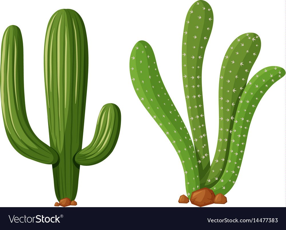 https://cdn4.vectorstock.com/i/1000x1000/73/83/two-types-of-cactus-plants-vector-14477383.jpg