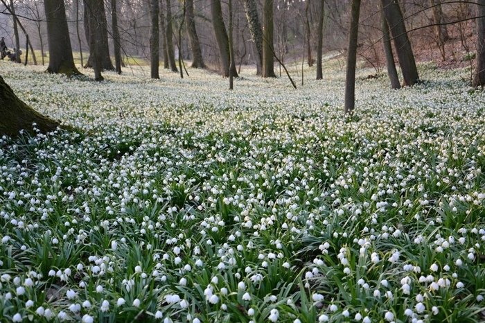 https://cs13.pikabu.ru/post_img/2020/03/04/10/158334399818911447.jpg