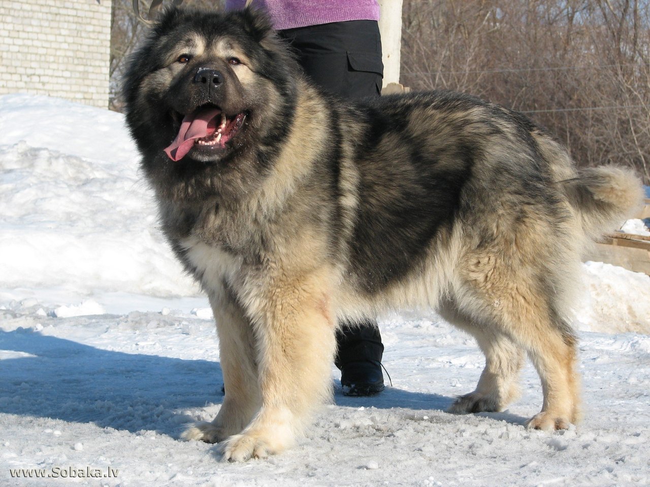 Caucasian Ovcharka Dog