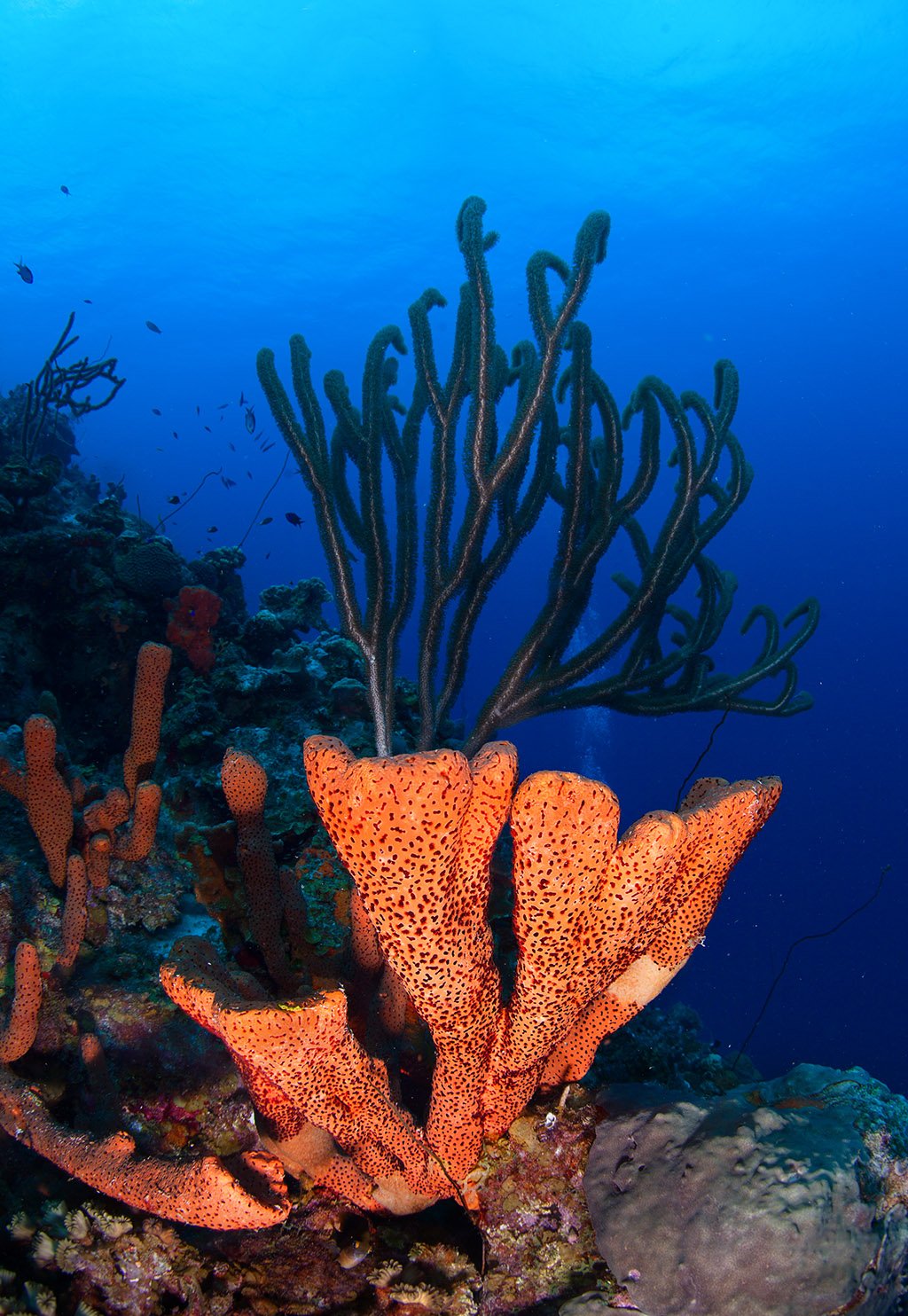 Bonaire blue