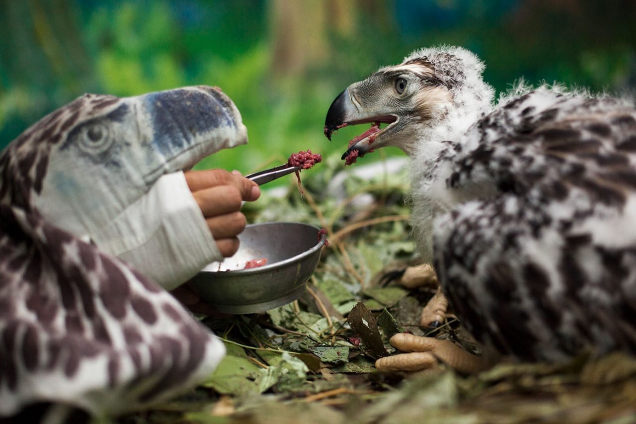 Endangered Species #13 The Philippine Eagle